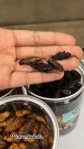 Morio แมลงอบแห้ง 100กรัม (ดักแด้ จิ้งหรีด สะดิ้ง) โปรตีนสูง สำหรับแฮมเตอร์ ชูการ์ไกลเดอร์ เม่นแคระ นก ปลา กระรอก ลิง