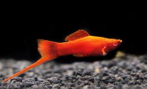 Albino Blood Red Swordtail Platy/Ornamental fish/Freshwater/Readystock