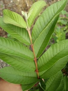 Freshly Picked] Organic Fresh Guava Leaves / Dahon ng Bayabas (50 pcs / 100 pcs)