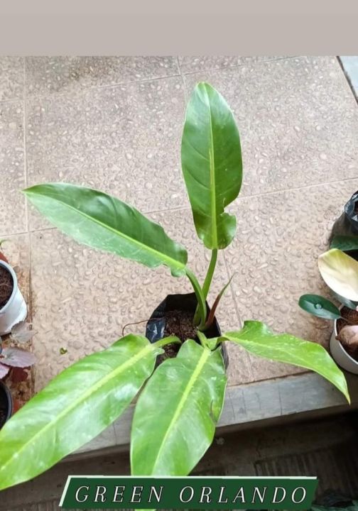 Live Plant Orlando Philodendron Imperial Gold Green Orlando Philodendron  Emerald Orlando Plant Tree Outdoor Plant Indoor Plant Hanging Plant  Flowering Plant Seed Type Indoor Plants - Lazada | Lazada PH