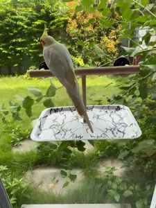 คอนยืนนก คอนติดกระจกมีถาดรอง คอนกระจก2หัว คอนยืนสำหรับกระจก