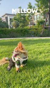 WINNER DINO (เสื้อสำหรับน้องหมาน้องเเมว)