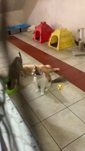 O-FLU Obat kucing Batuk Pilek Bersin dan Flu Herbal 20 ML