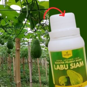 Pupuk Labu Siam Berbuah Lebat / Pupuk Pelebat Buah Labu Siam / Pupuk Booster Labu Siam Penyubur