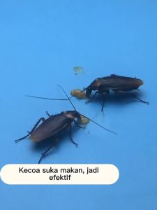 Pembasmi Kecoa Dirumah: Gel Racun Kecoa Ampuh