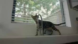 Stainless Steel Pet Water Feeder Cat Automatic Water Fountain USB Electric Mute for Cat Dog Filter Fountain Smart Drinking Bowl