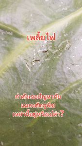 น้ําหมักจุลินทรีย์เชื้อราบิวเวอร์เรีย ขนาด 350 มล.