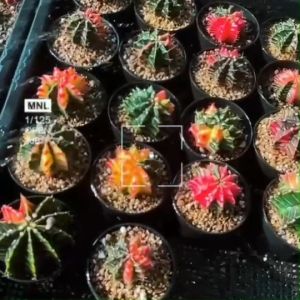 ยิมโนม่อนส์Gymnocalycium MontroseGymnocalycium Montrose
