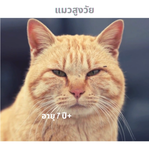 CAT n joy Senior Cat Food อาหารแมวสูงวัย ชนิดเม็ด รสปลาทู สำหรับแมวสูงอายุ 7 ปีขึ้นไป ย่อยง่าย เสริมสร้างกระดูกและฟัน