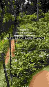 FORBEST CALCIUM ACTIVE 1KG PUPUK NUTRISI PENCEGAHAN RONTOK BUNGA BUAH DAN MENCEGAH JAMUR Tanaman
