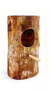 Kicau Mart Glodok Ternak Murai Batang Pohon Gelodok Glodog Kayu Sarang Tempat Wadah Breeding Burung Kacer Cucak Jalak Berternak Telur Piyik GLDM