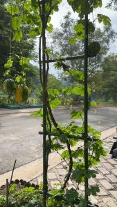 Giàn leo rộng 50cm cao 210 cm ống thép phi 16 chính hãng Daim