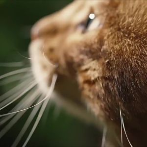 Fregate | High Protein Fresh Meat Cat Food for Adult and Kitten