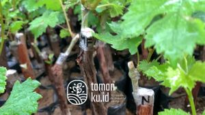 Bibit Anggur merah | Tanaman Buah Anggur | Pohon Anggur Super