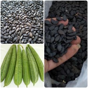 ( 20 butir ) benih emes/oyong gambas