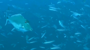 【Pocainoe】กล้องกันน้ำ กล้องแอ็คชั่น 4K WiFi Sport Action Camera กันน้ำได้ลึก 30 เมตร อปุกรณ์ครบชุด กล้องติดหมวก กล้องติดรถ กล้องโกโปร Camera Sport GoPro กล้องกันน้ำ GoPro กล้องกันน้ำ กล้องรถแข่ง กล้องบันทึกภาพ กล้องถ่ายภาพ รับประกัน