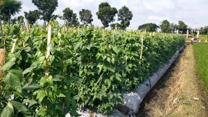 Benih Bibit Unggulan Kacang Panjang Tahan Virus - S.TIGER - Reinnon Seed