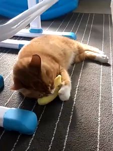 Đồ chơi mèo trêu chọc Ngón tay cái Gối mèo bạc hà Đồ chơi sang trọng cho mèo con Tự chào Mèo con Mài răng Vật nuôi Mèo