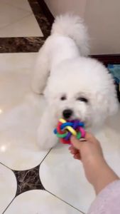 Mainan Anjing Bola Lonceng Warna Warni Pelangi Pet Toy