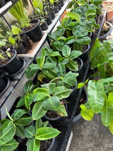 กล้วยหอมแคระ โตสุดไม่เกิน 80 เซน