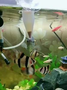 Automatic Fish Feeder Cone Shrimp Egg Worm Funnel Cup Feeding Tool Ring Ornamental Tank Aquarium Accessories With Suction