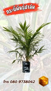 ต้นปาล์ม กล้าปาล์ม ยังกัมบิML161 แท้100% (รุ่น 8เดือน) โทร 080 9738042