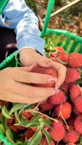 Bibit Leci Merah Jumbo Hasil Cangkok Cepat Berbuah