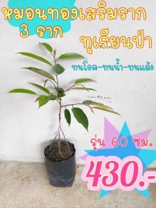 [ลดราคา!!!] ทุเรียนหมอนทองเสริมราก 3 ราก (เสริมรากทุเรียนป่า 2 ต้น)