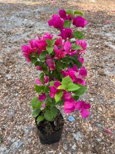 เฟื่องฟ้า เลือกสีได้ ถุง 4นิ้ว ออกดอกทั้งปี (ดอกเยอะ ดอกน้อย ขึ้นอยู่กับแต่ละล็อต) ทนแดด ปลูกกลางแจ้ง ไม้ดอก ไม้ประดับ ไม้มงคล Bougainvillea