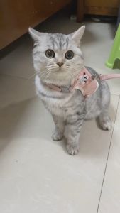 YTL   สายจูงสัตว์เลี้ยงสายจูงแมวสายจูงกระต่ายสายจูงสุนัขสายจูงน่ารัก