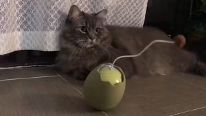 (Ready Stock) AMEIFU Eggshell Cat Toy / Cat Toy permainan kucing