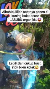 KUSUMA F1 isi 95 biji - Benih bibit sayur sayuran Labu besar jumbo Cap Panah Merah