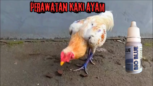 obat luka brendel jamur pada ayam baik untuk kaki ayam sobatayam