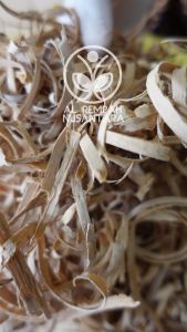 Widoro Laut & Bidara Laut Tua Asli - Grade A