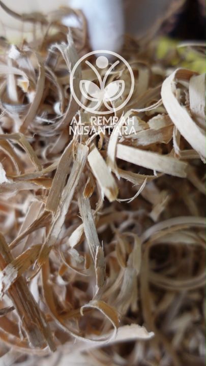 Widoro Laut 50gr atau Bidara Laut Tua Asli - Grade A
