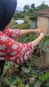 Bibit Black Berry Siap Tanam: Tips & Trik
