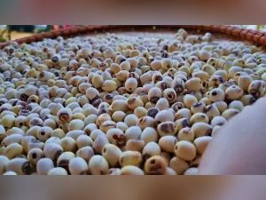 Bột Hạt Sen Gạo Lứt Mè Đen Mộc Chân farm - Giúp Thanh lọc Giảm Cân Hỗ Trợ Tiêu Hóa - Bột Sen - Bột Sen Ngũ Cốc