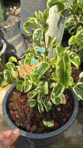 ไทรนางกวักด่าง ไทรเขาแกะด่าง Ficus benjamina barok variegated   ไทรด่าง ชื่อวิทยาศาสตร์: Ficus benjamina L. var. variegata ชื่อสามัญ: Variegated mini-rubber ชื่ออื่น: ไทรย้อยใบแหลมด่าง วงศ์: MORACEAE ลักษณะทางพฤกษศาสตร์ ต้น ไม้ยืนต้น อายุหลายปี สูง 10-15