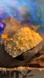 Hoa đá Thạch Anh vàng Citrine tự nhiên tinh thể pha lê năng lượng vũ trụ cao phong thủy nhà ở mã 479