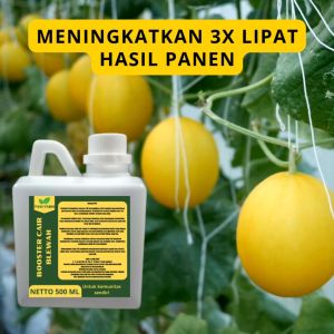 Pupuk Pelebat Blewah: Pemilihan & Penggunaan