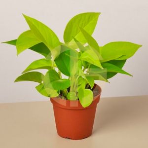 【FAST SHIPPING】MONEY PLANT EPIPREMNUM AUREUM GOLD Plant 绿萝/万年青"