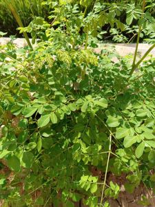 Daun kelor segar per 500 gram untuk obat herbal