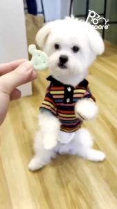 UPDATED PACKAGING! FurrPals Pet Cookies and Biscuits for Dogs