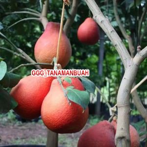Bibit Jeruk Red Pamelo Okulasi Siap Berbuah