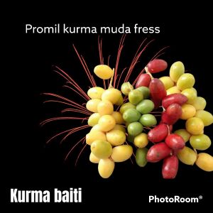 1kg KURMA MUDA SEGAR PROMIL KUNING FRESS NO FROZEN