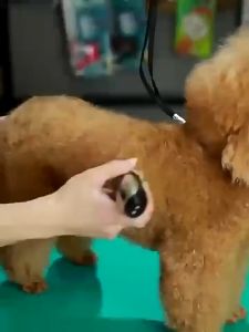 Pet Dog Cat Professional Rechargeable Shaving Beauty Tool Electric Clipper Razor Set