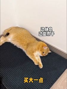 พรมดักทรายแมว แผ่นดักทรายแมว แผ่นดักทราย แผ่นรองกระบะทราย 2ชั้น EVA กันลื่น ใช้งานง่ายทำความสะอาดง่าย สินค้าพร้อมส่งในไทย