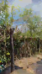 พลาสติกคลุมโรงเรือน พลาสติกคลุมโรง พลาสติกใสกันฝน พลาสติกPE (เกรด A) หนา 120/150 ไมครอน UV7% กันน้ำ กันฝุ่น เหมาะสำห