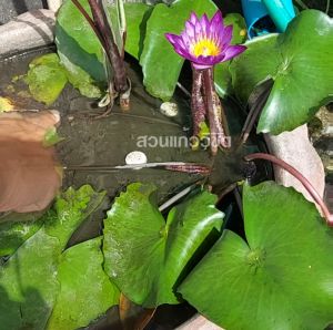 ปุ๋ยใส่บัว ปุ๋ยไม้น้ำ เร่งโตออกดอก น้ำใส บัวสีสด แบบกระปุกมี 50 ก้อน ไม่เป็นอันตรายต่อสัตว์น้ำ