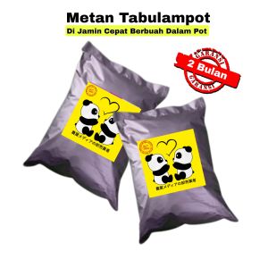Metan Tabulampot Bikin Cepat Berbuah Siap Pakai